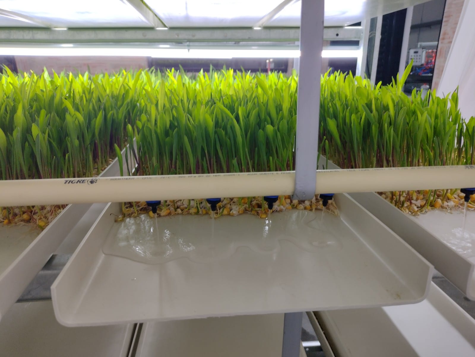 Monitoreo cultivo hidropónico 2